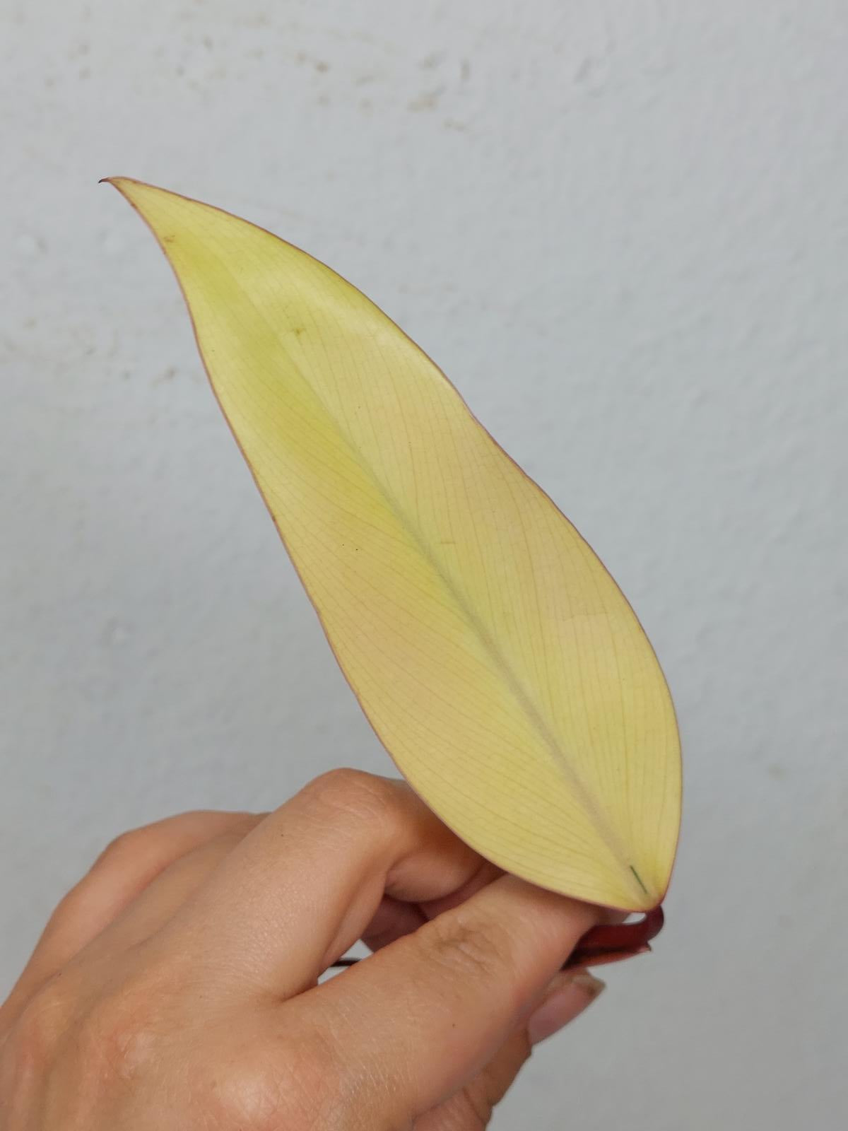 Philodendron Strawberry Shake Steckling
