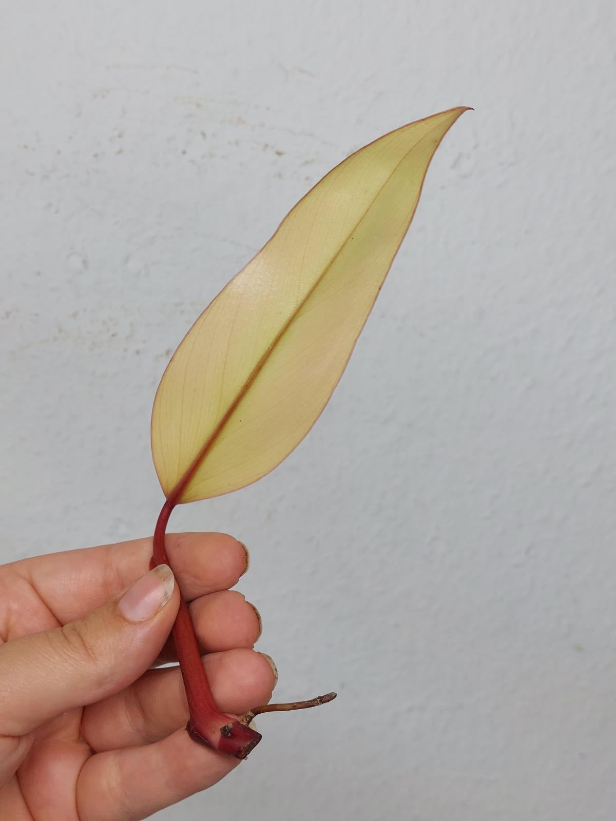 Philodendron Strawberry Shake Steckling