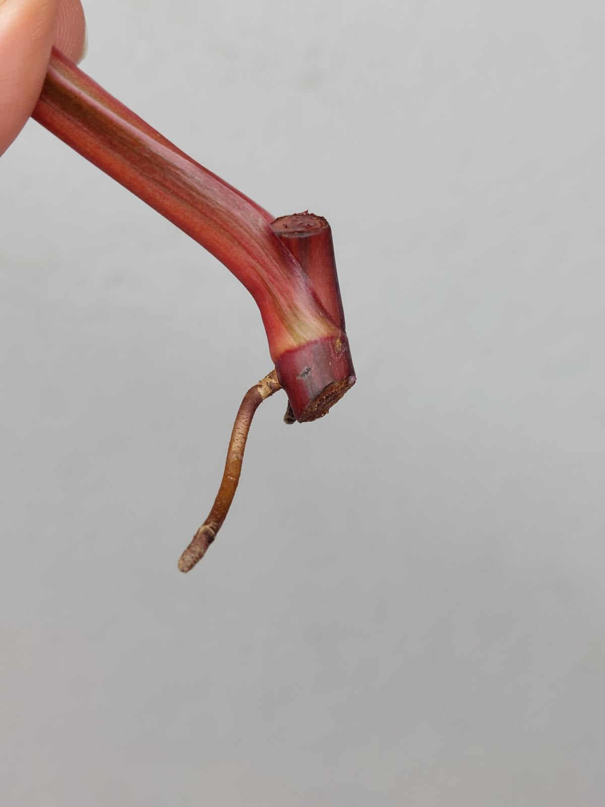 Philodendron Strawberry Shake Steckling