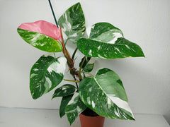 Philodendron White Princess Tricolor