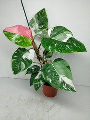 Philodendron White Princess Tricolor