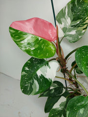 Philodendron White Princess Tricolor