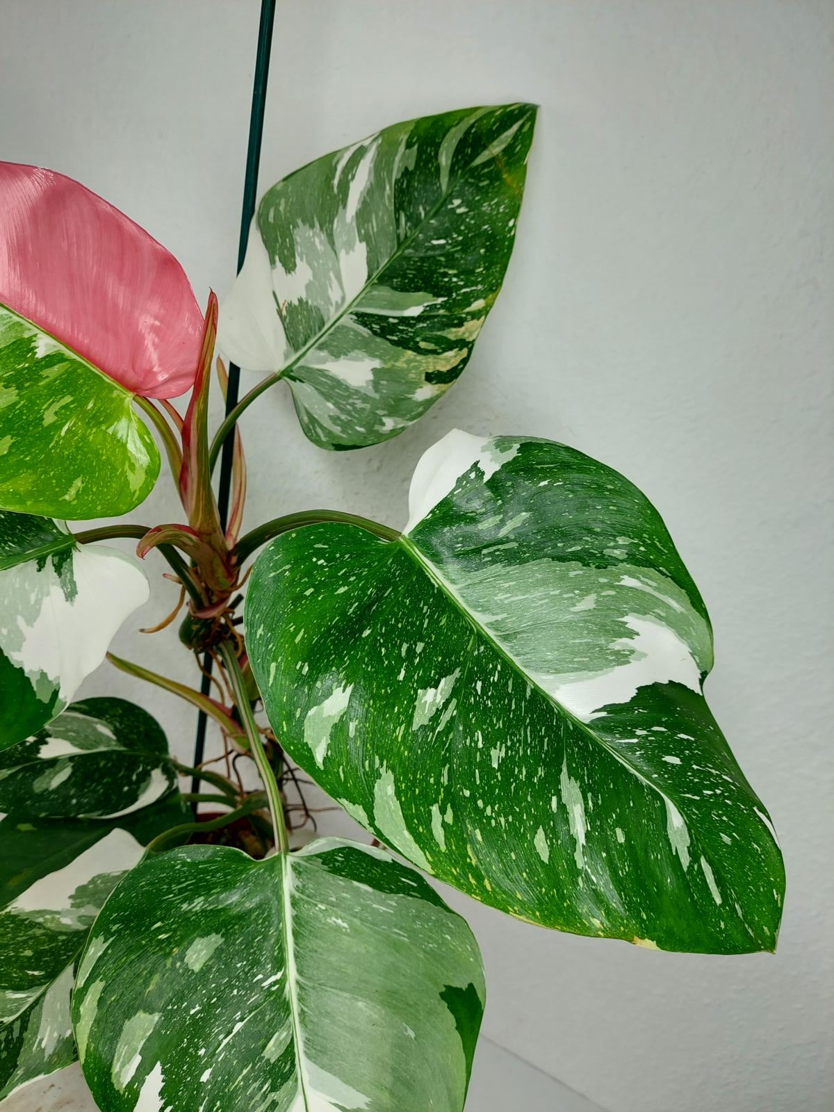 Philodendron White Princess Tricolor