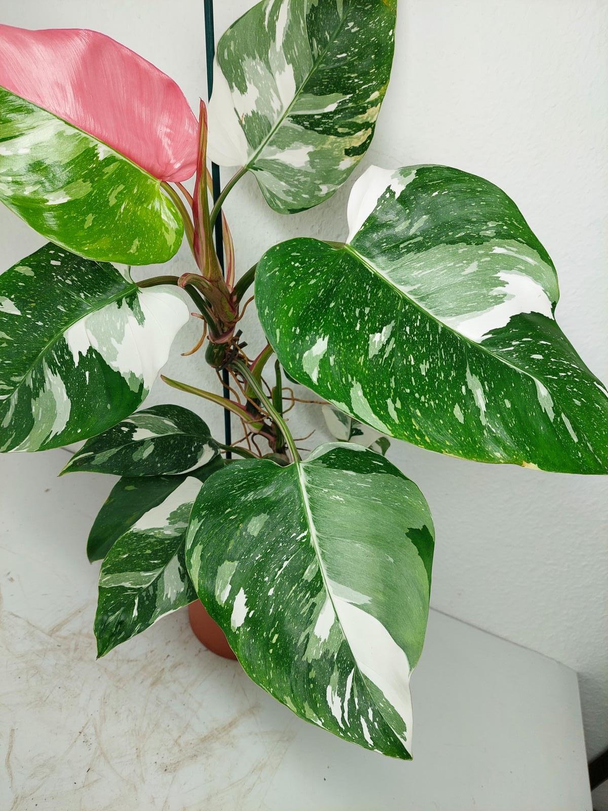 Philodendron White Princess Tricolor