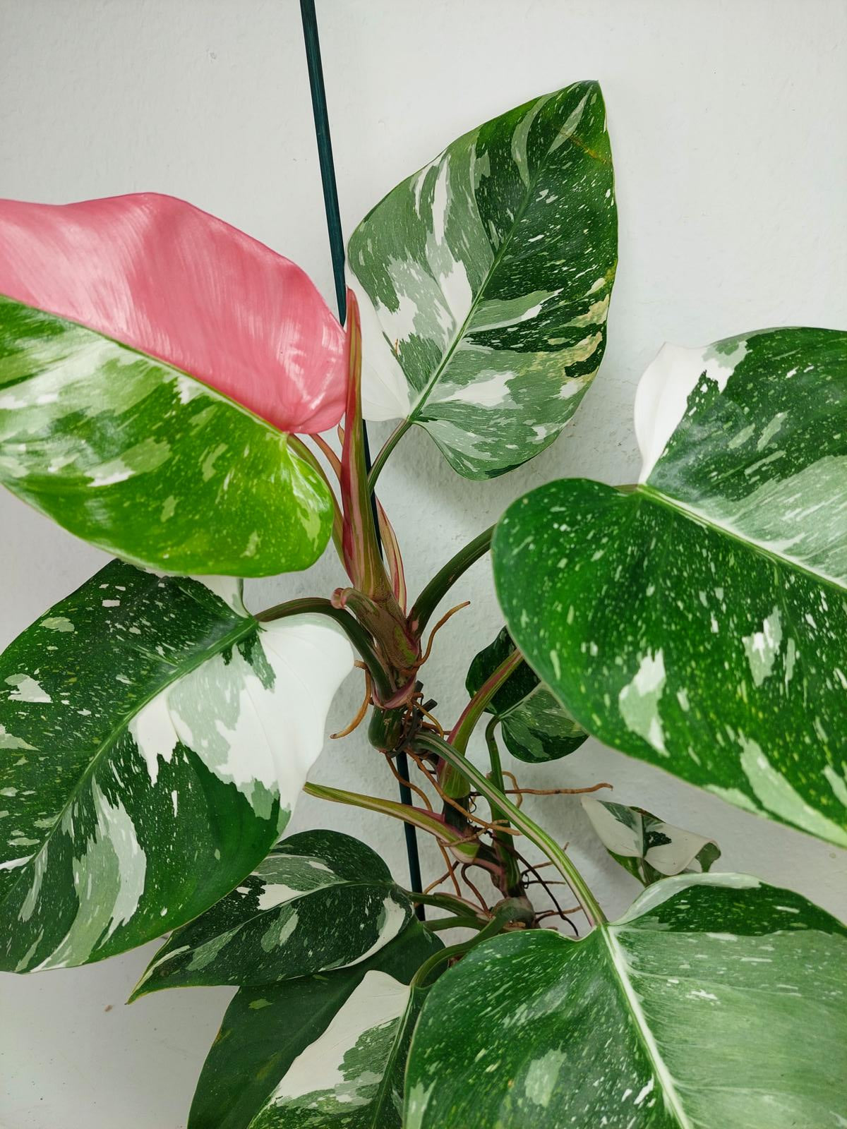 Philodendron White Princess Tricolor
