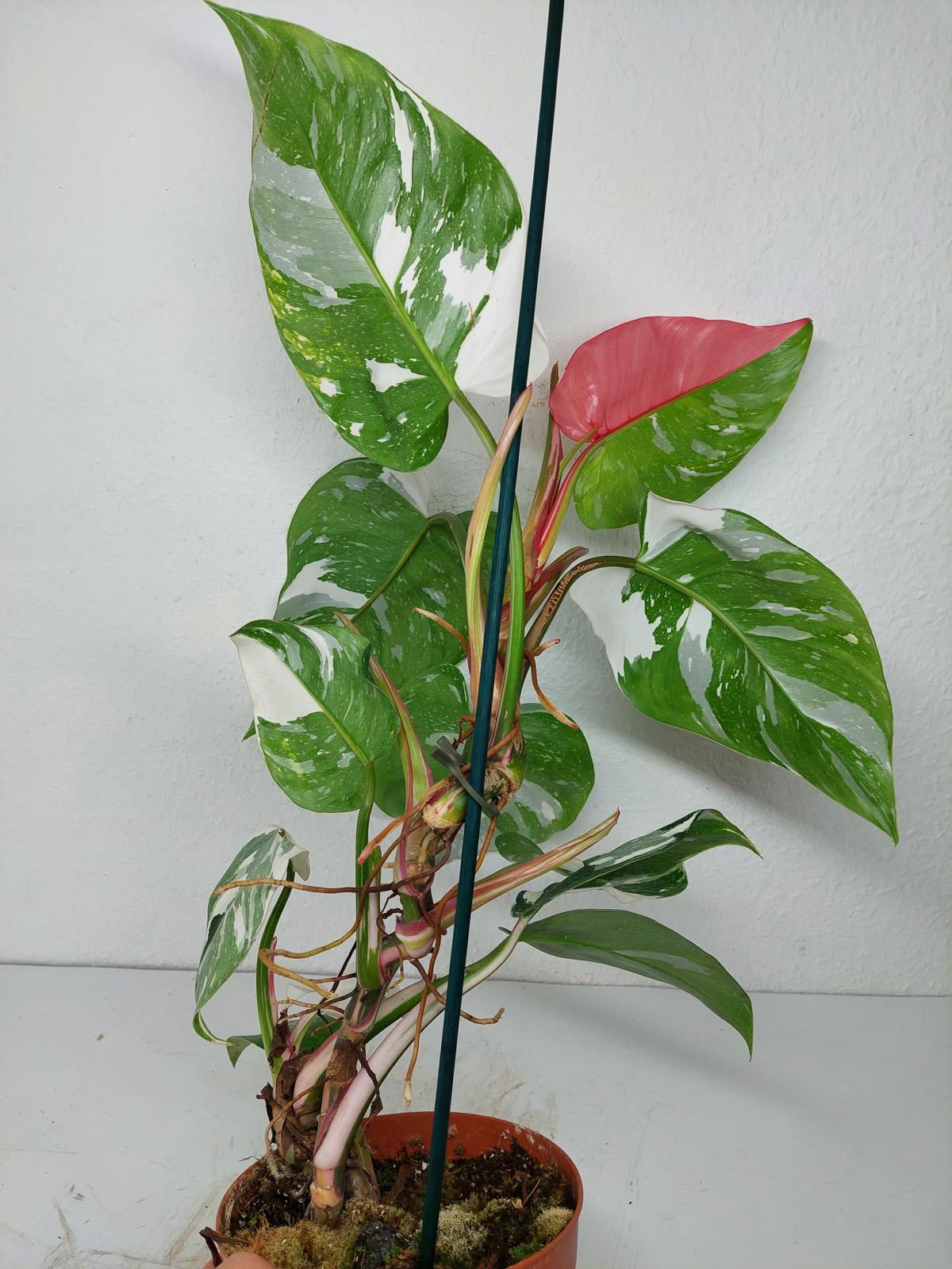 Philodendron White Princess Tricolor