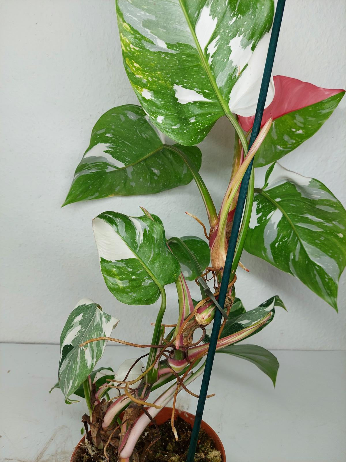 Philodendron White Princess Tricolor