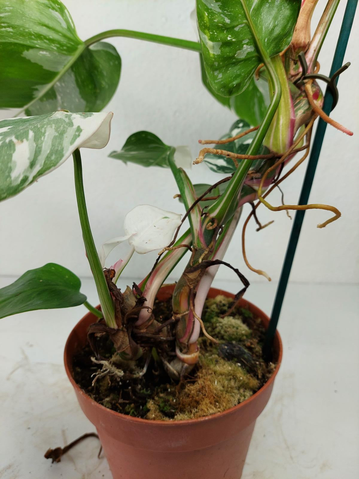 Philodendron White Princess Tricolor