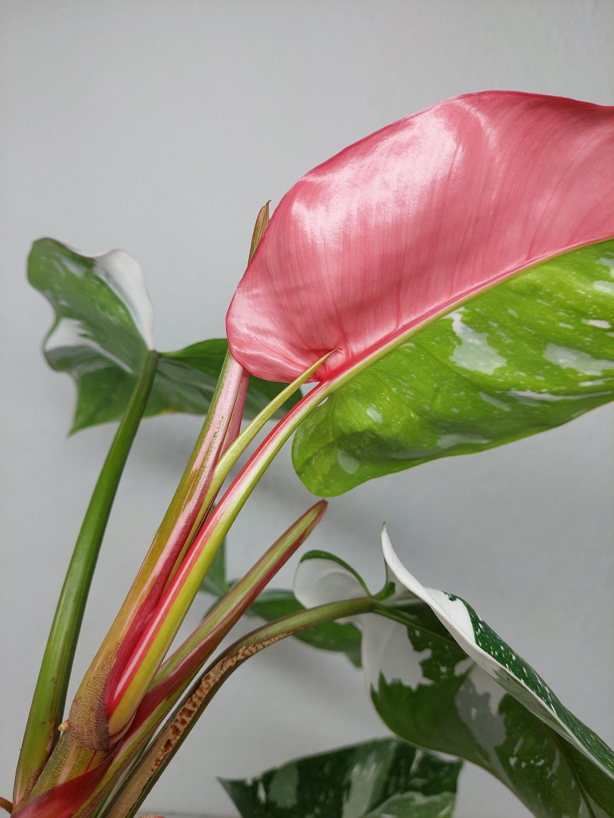 Philodendron White Princess Tricolor