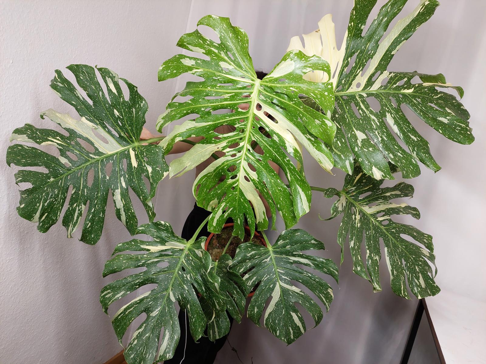 Monstera Thai Constellation XXL