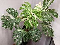 Monstera Thai Constellation XXL