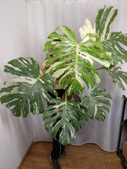 Monstera Thai Constellation XXL
