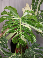 Monstera Thai Constellation XXL