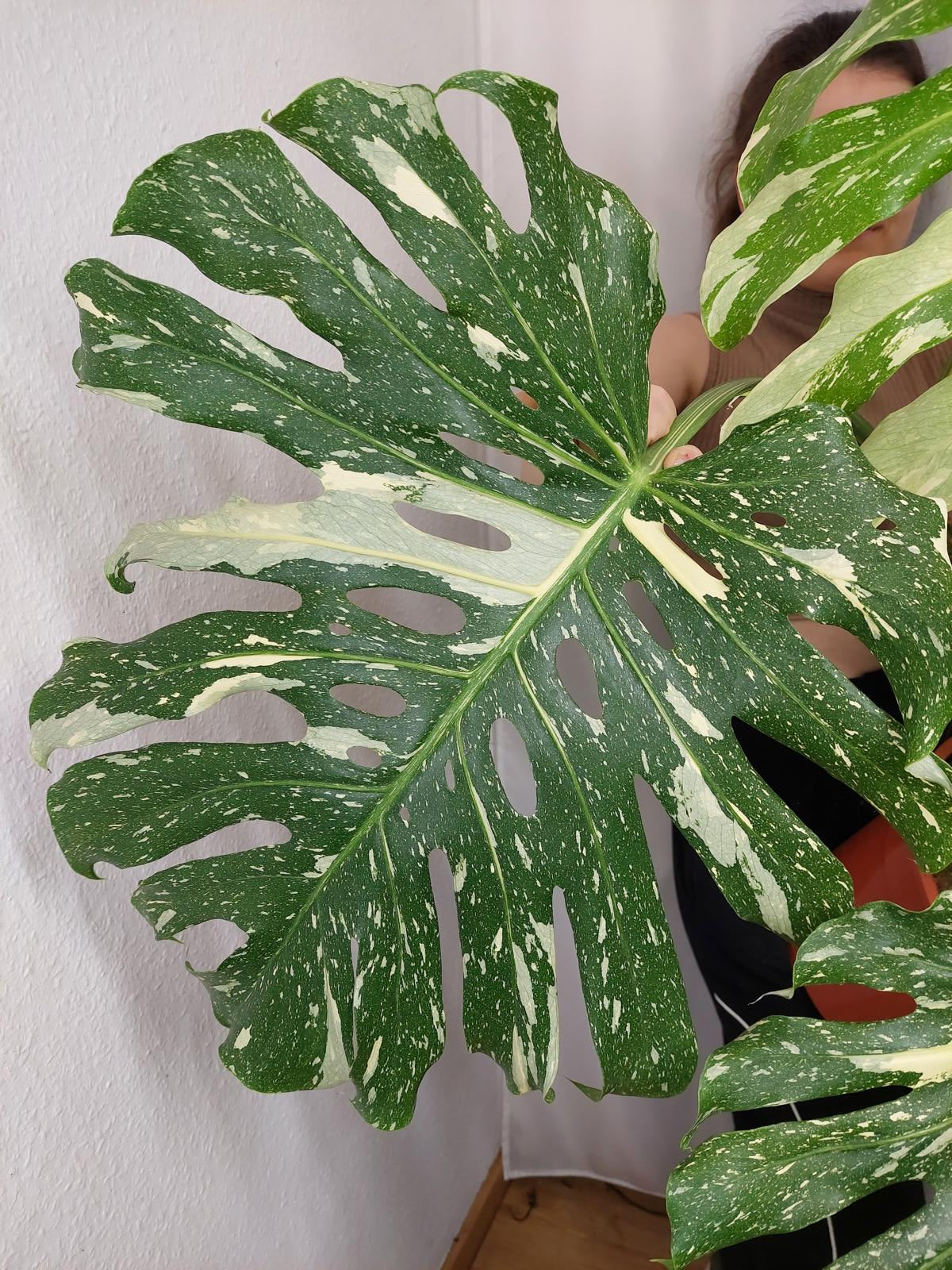 Monstera Thai Constellation XXL