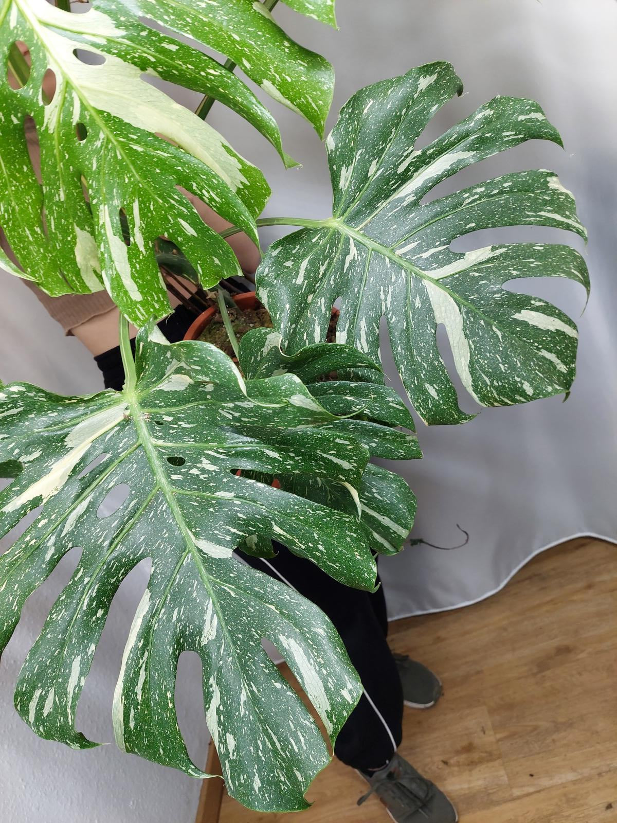 Monstera Thai Constellation XXL