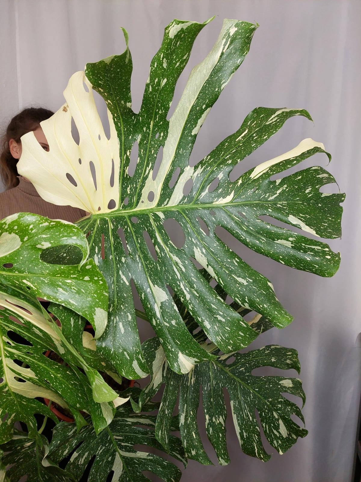 Monstera Thai Constellation XXL