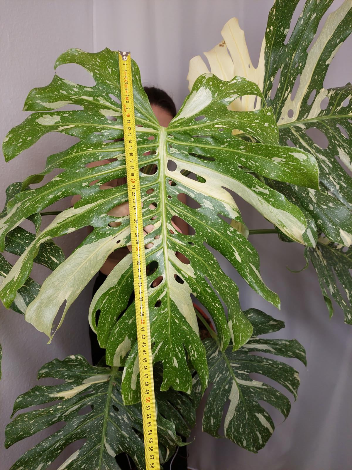 Monstera Thai Constellation XXL