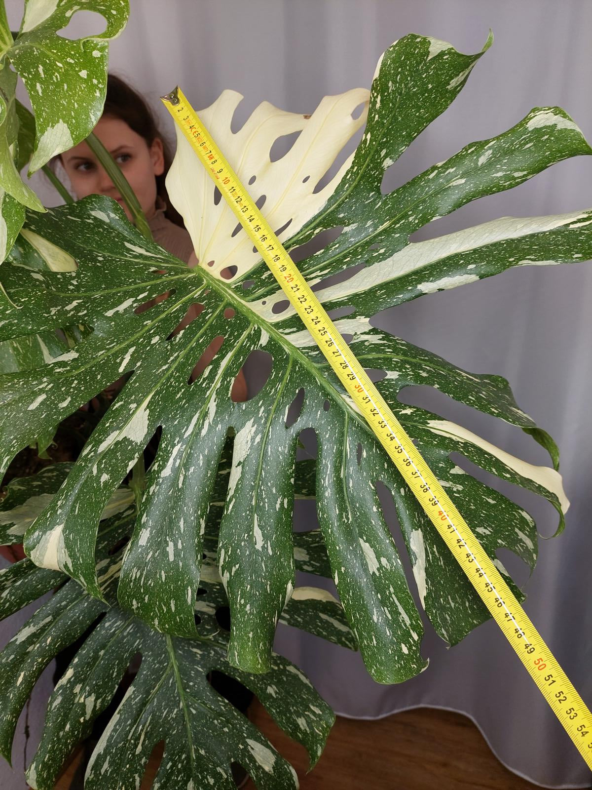 Monstera Thai Constellation XXL