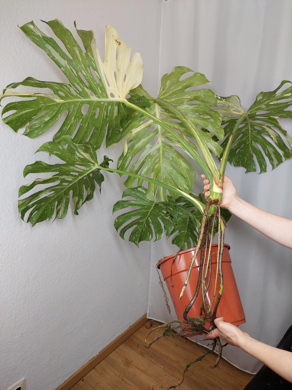 Monstera Thai Constellation XXL