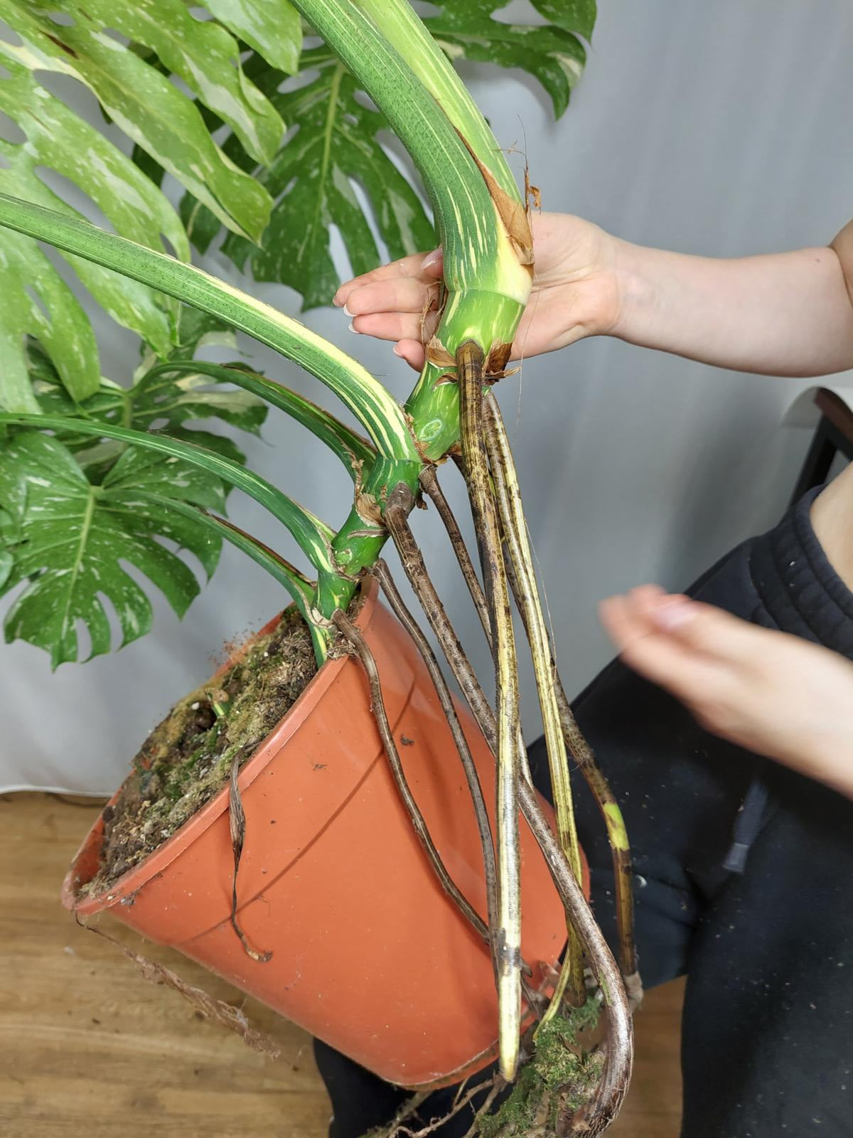 Monstera Thai Constellation XXL