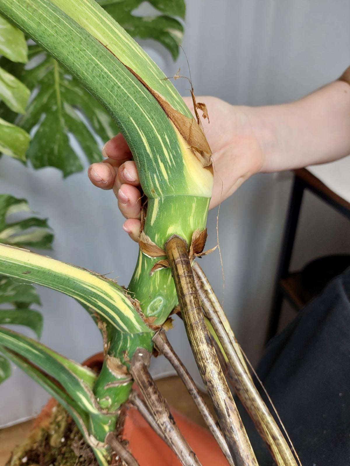 Monstera Thai Constellation XXL