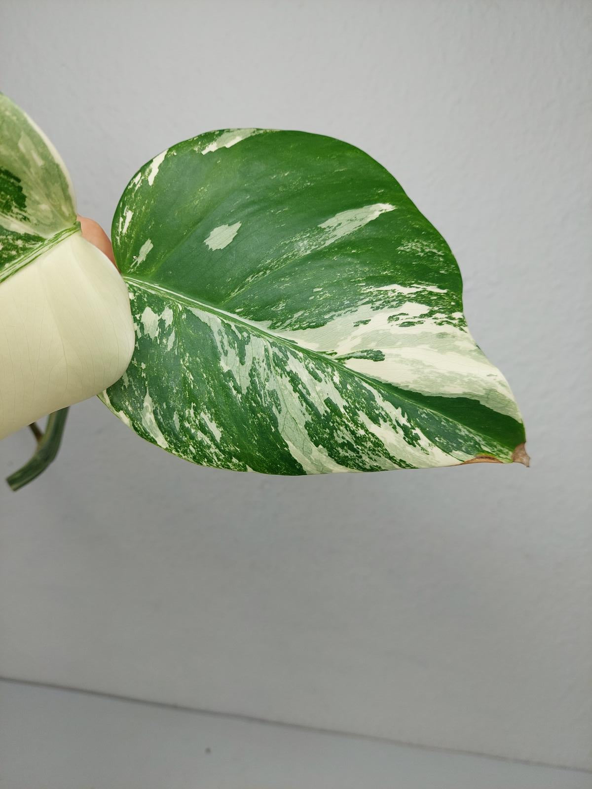 Monstera Variegata Steckling (zum aussuchen)