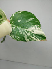 Monstera Variegata Steckling (zum aussuchen)
