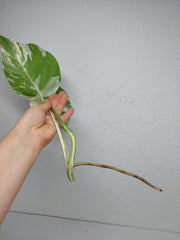 Monstera Variegata Steckling (zum aussuchen)