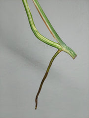 Monstera Variegata Steckling (zum aussuchen)