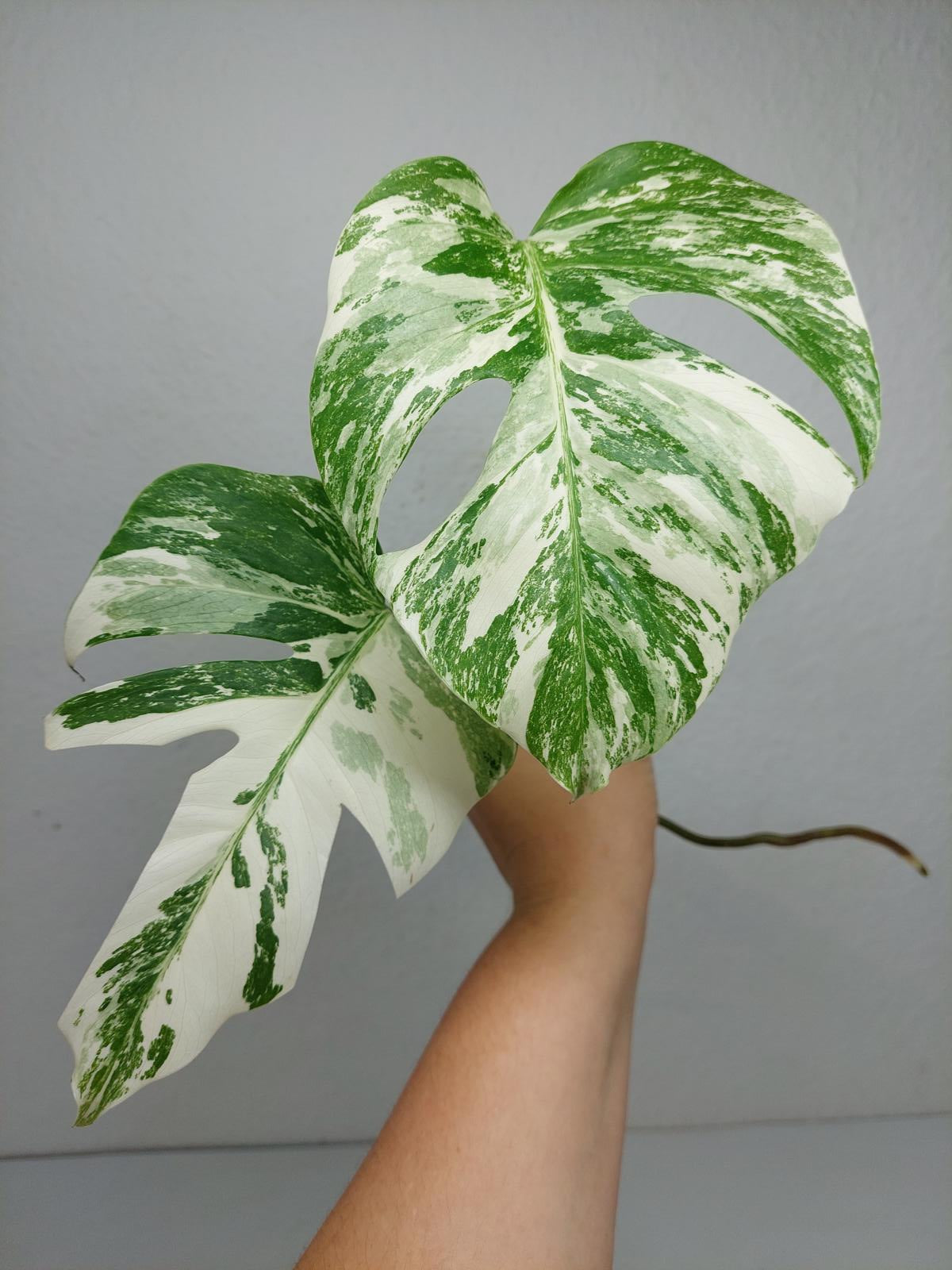 Monstera Variegata Steckling (zum aussuchen)