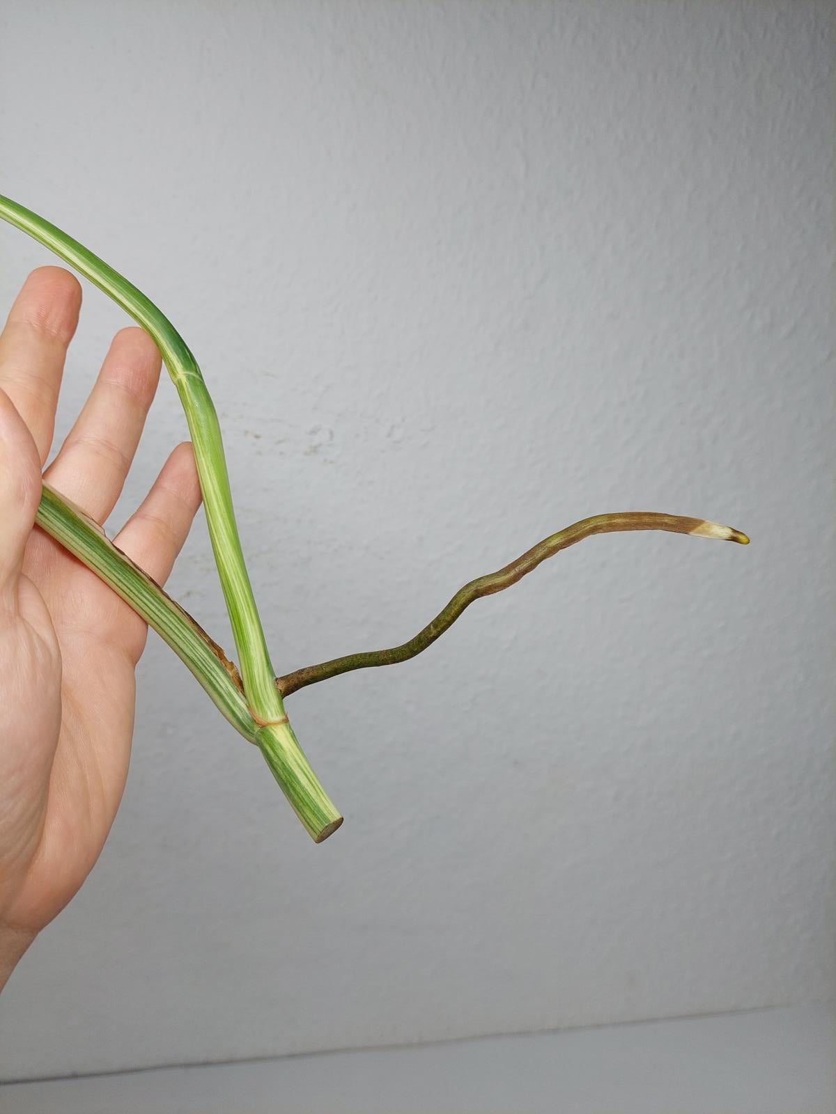 Monstera Variegata Steckling (zum aussuchen)