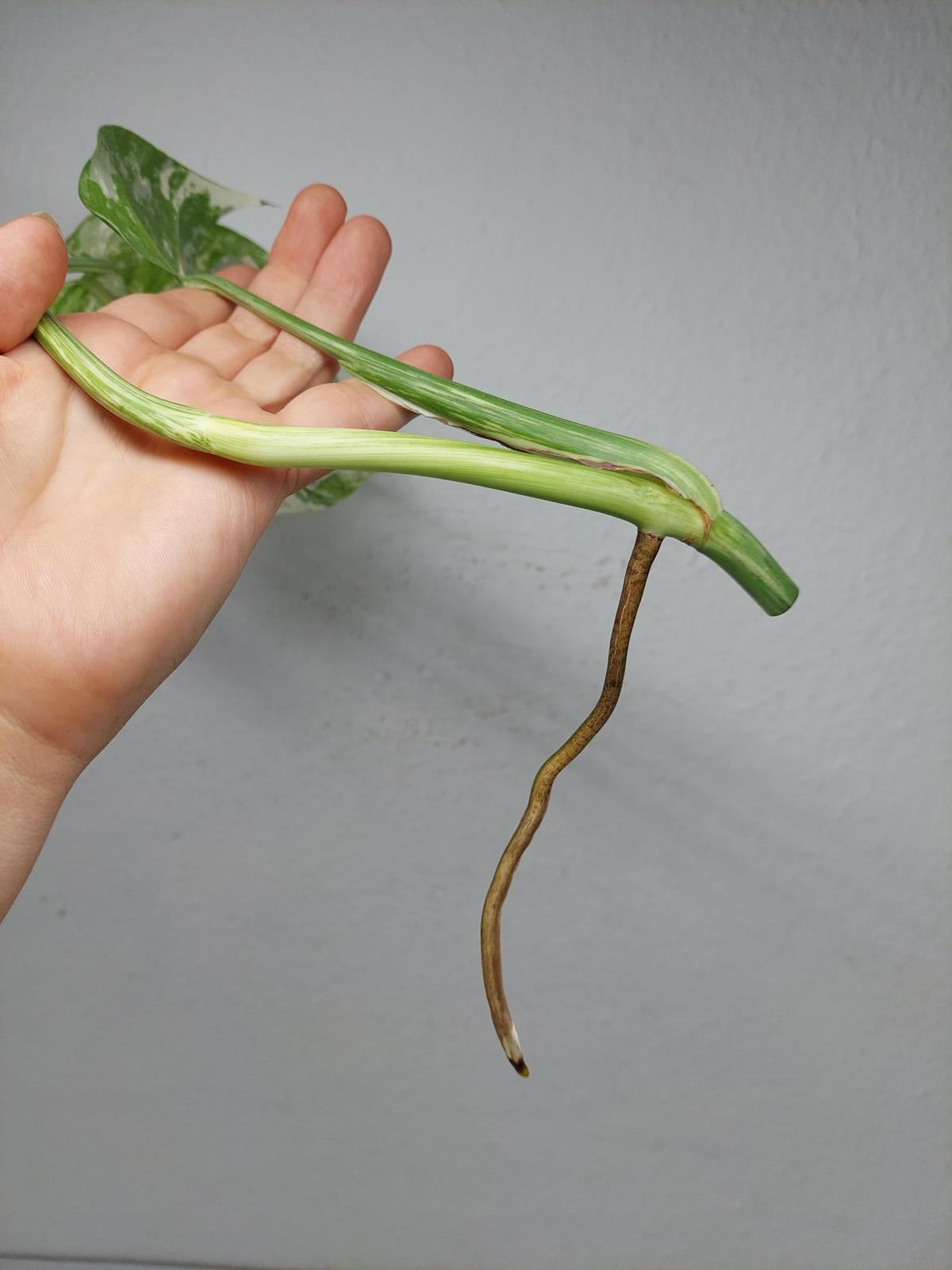 Monstera Variegata Steckling (zum aussuchen)