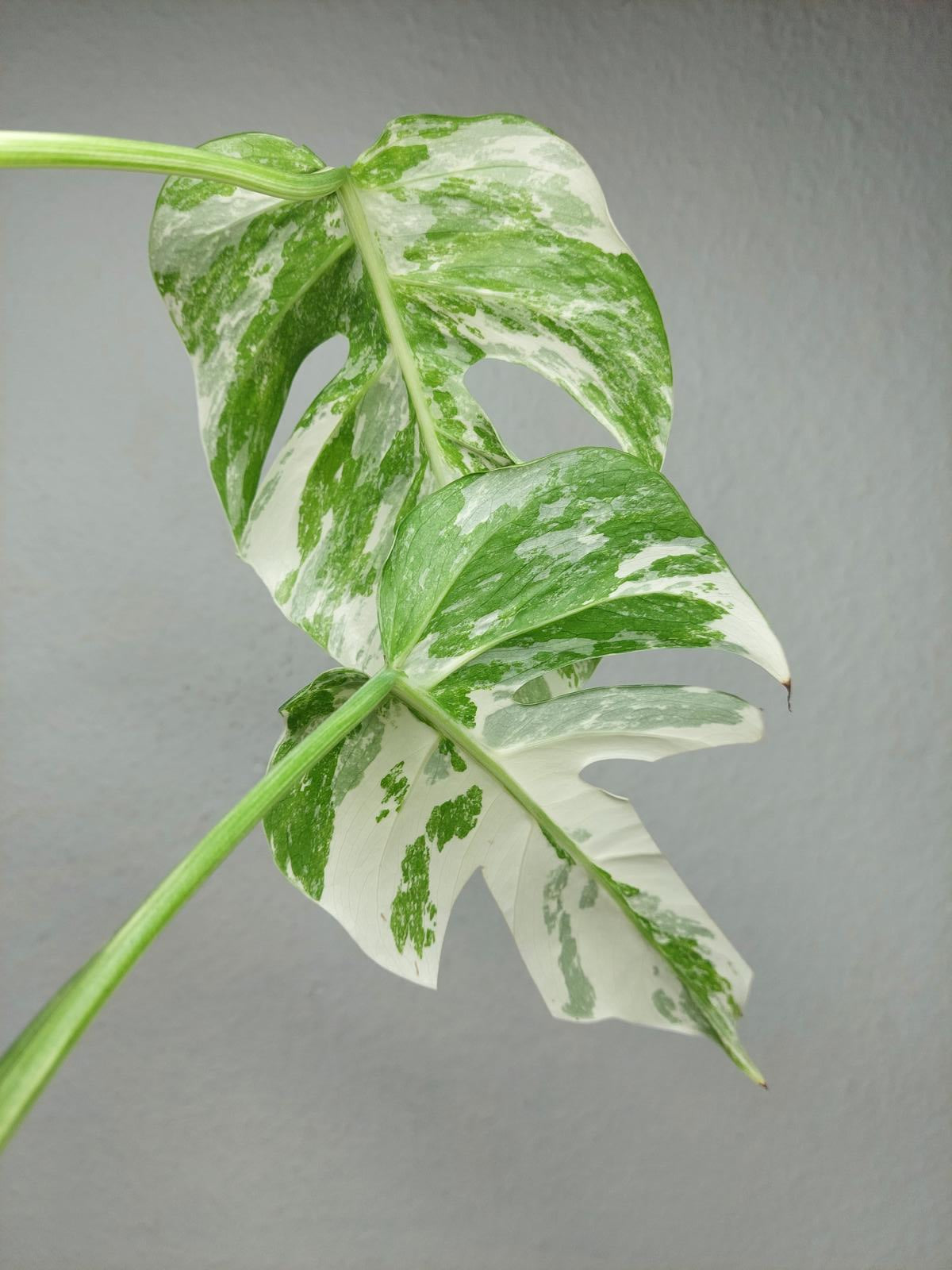 Monstera Variegata Steckling (zum aussuchen)