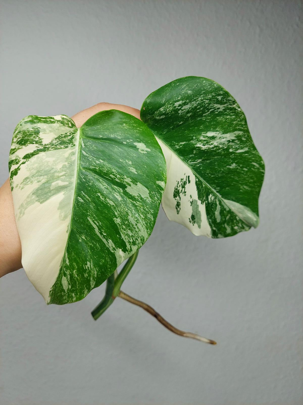 Monstera Variegata Steckling (zum aussuchen)