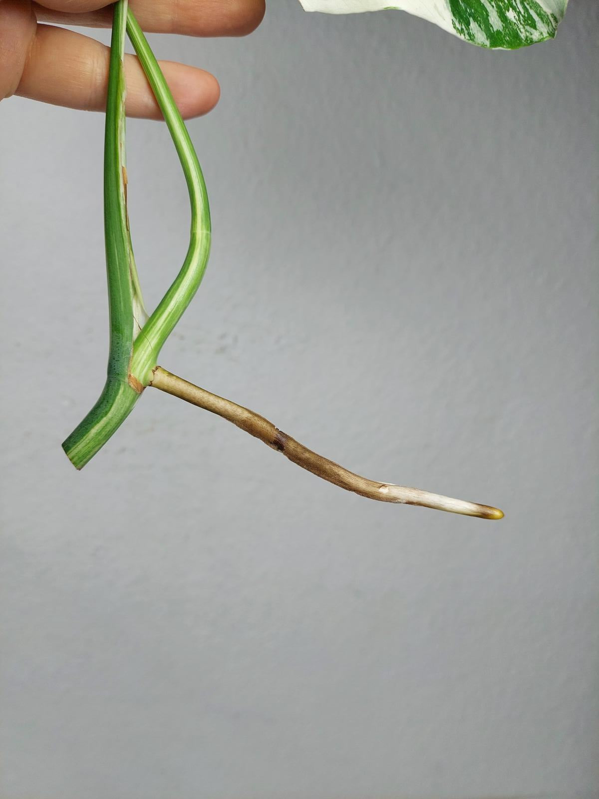 Monstera Variegata Steckling (zum aussuchen)