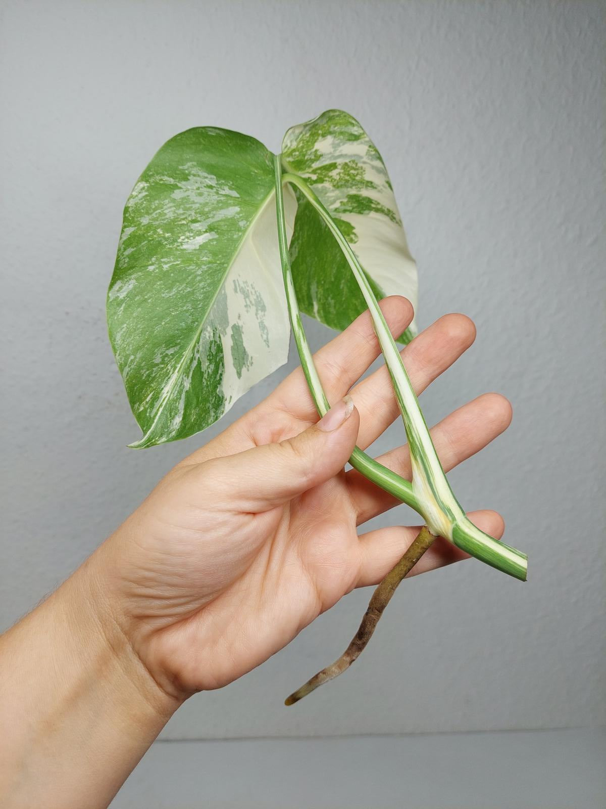 Monstera Variegata Steckling (zum aussuchen)