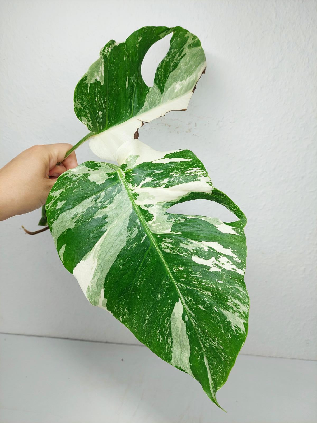 Monstera Variegata Steckling (zum aussuchen)