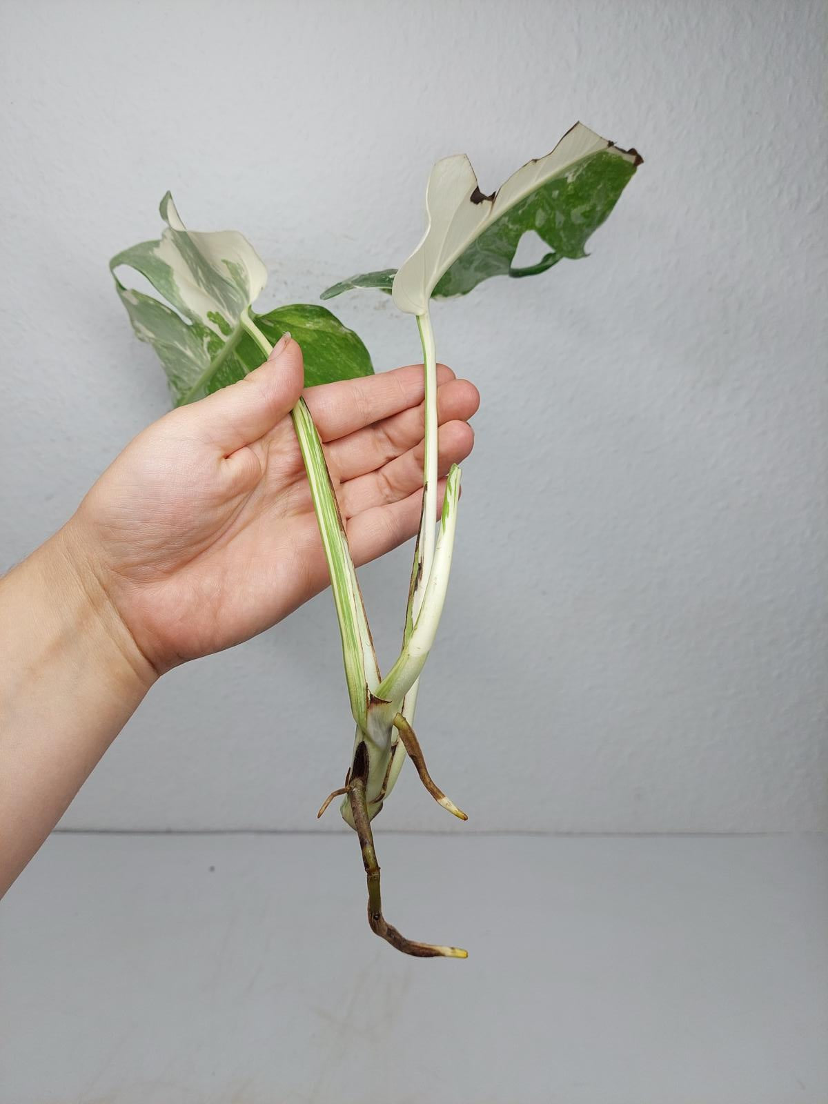 Monstera Variegata Steckling (zum aussuchen)
