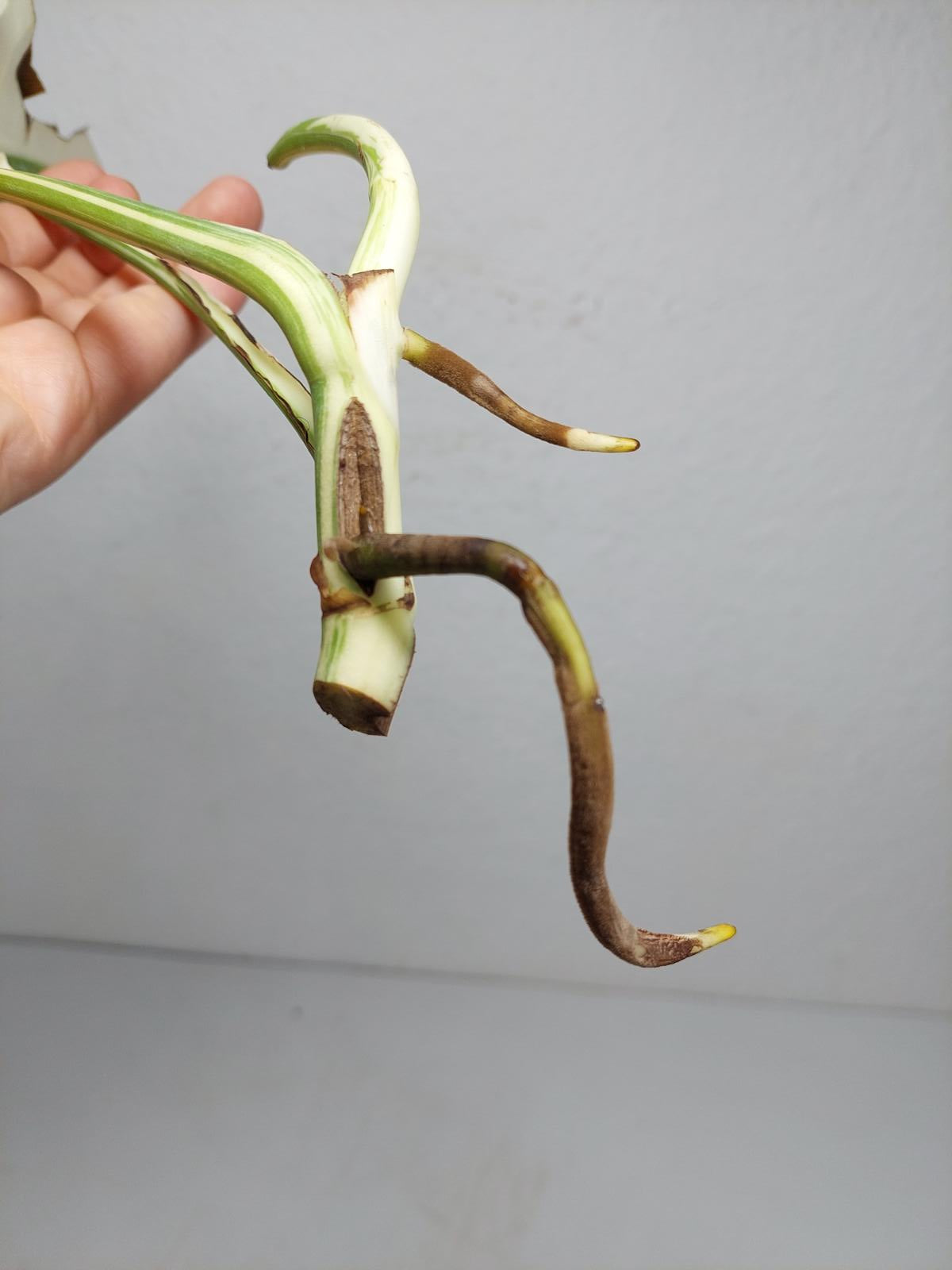 Monstera Variegata Steckling (zum aussuchen)