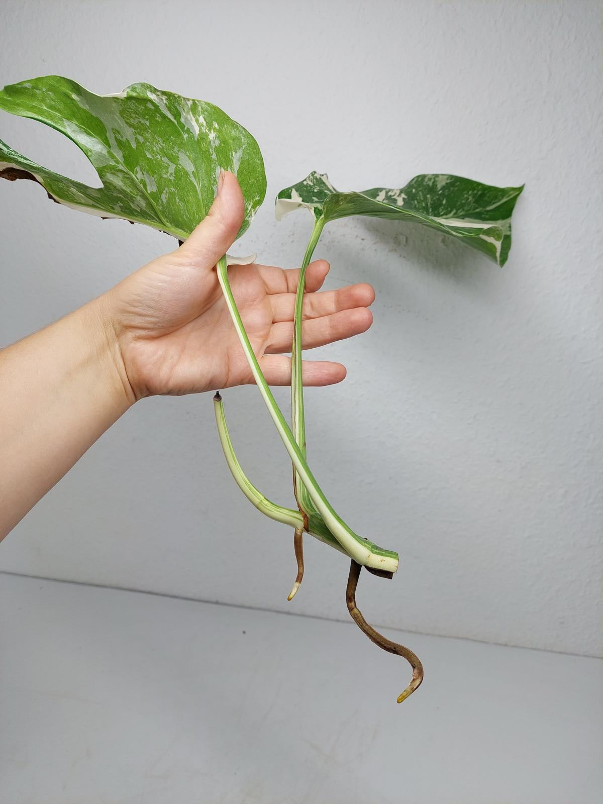 Monstera Variegata Steckling (zum aussuchen)