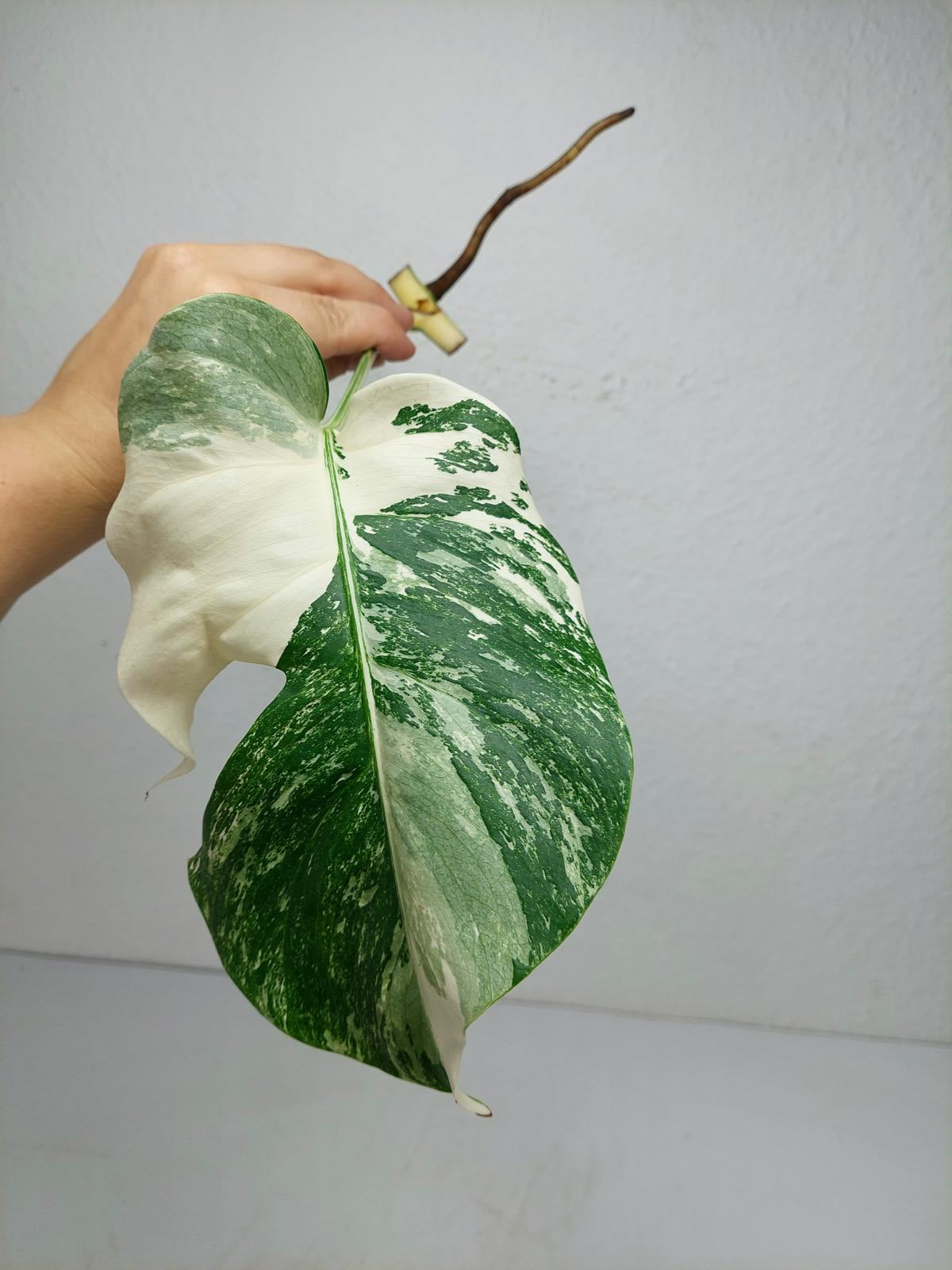 Monstera Variegata Steckling (zum aussuchen)