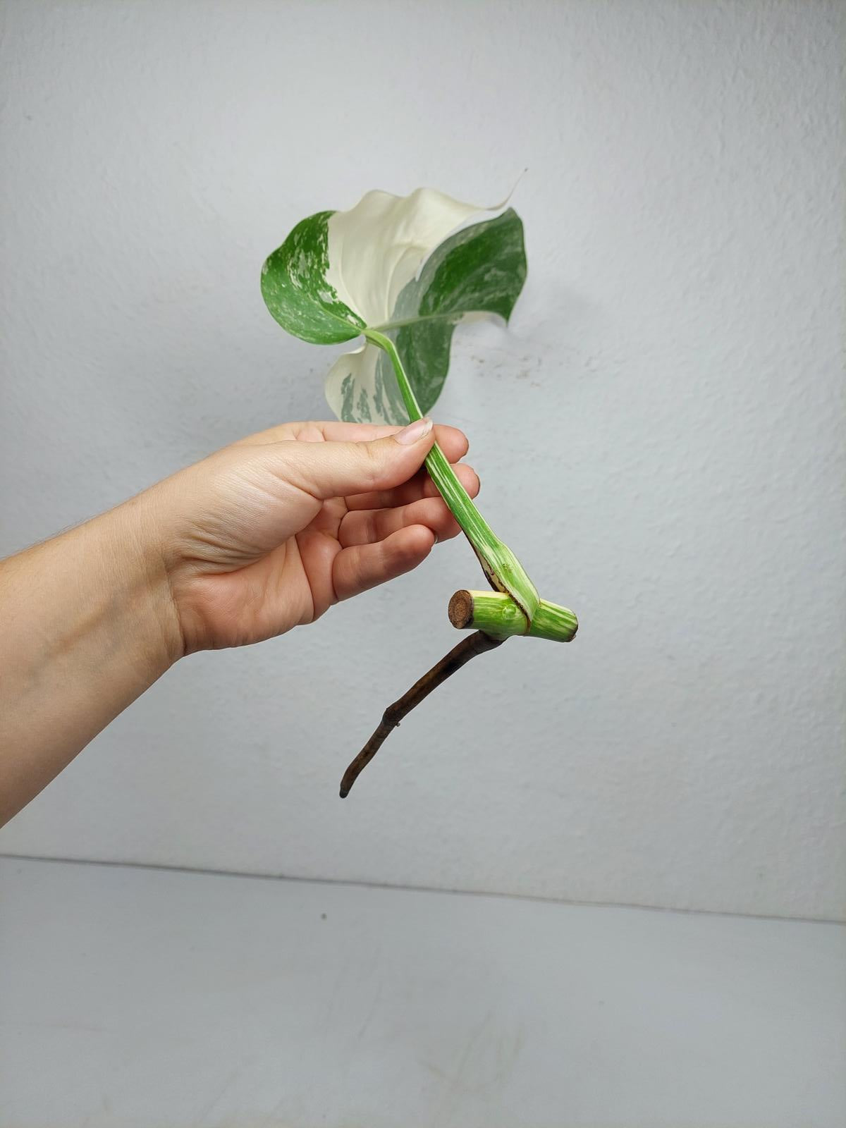 Monstera Variegata Steckling (zum aussuchen)