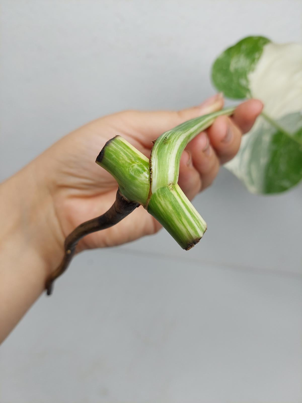 Monstera Variegata Steckling (zum aussuchen)
