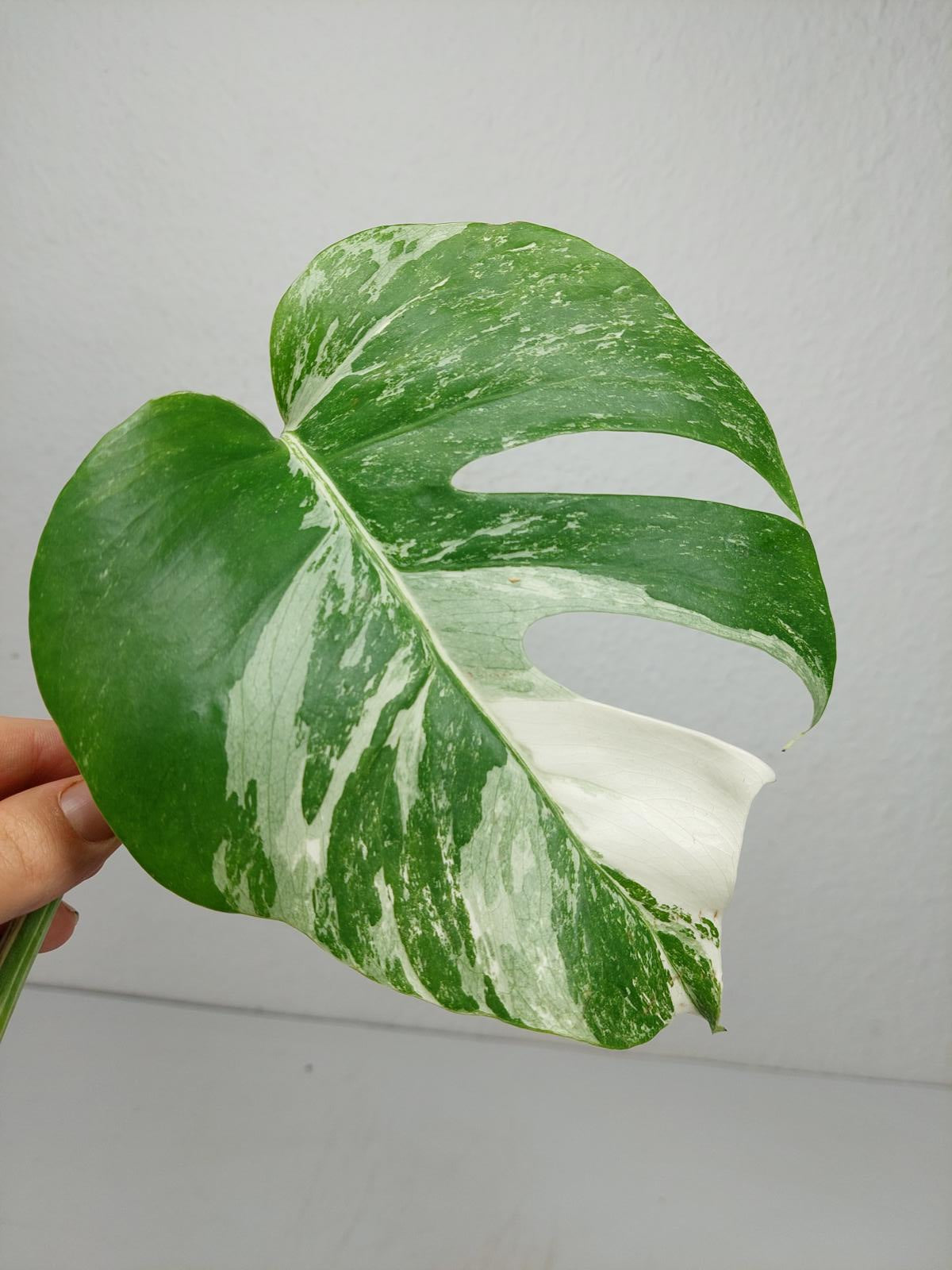 Monstera Variegata Steckling (zum aussuchen)