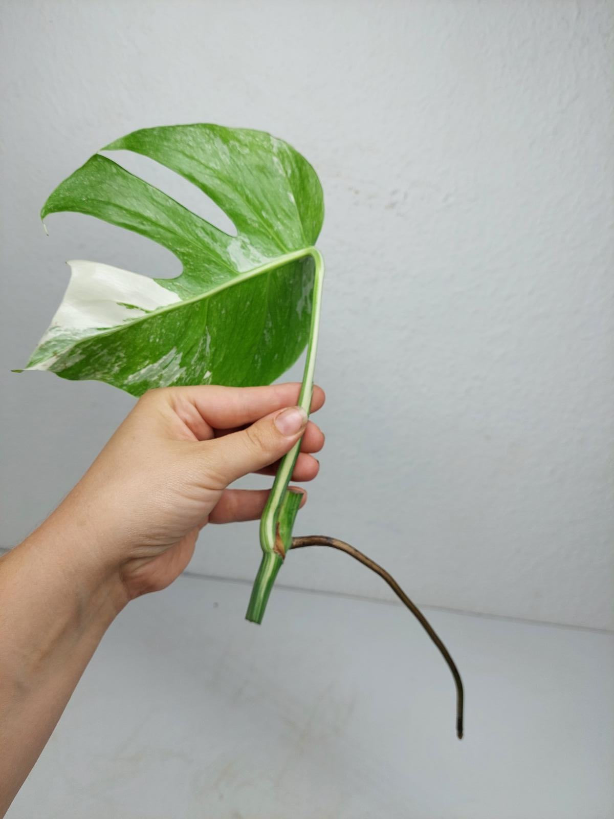 Monstera Variegata Steckling (zum aussuchen)