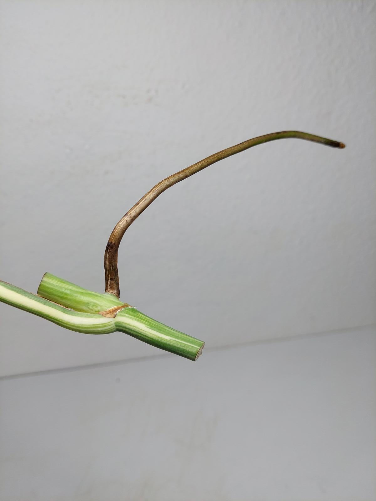 Monstera Variegata Steckling (zum aussuchen)