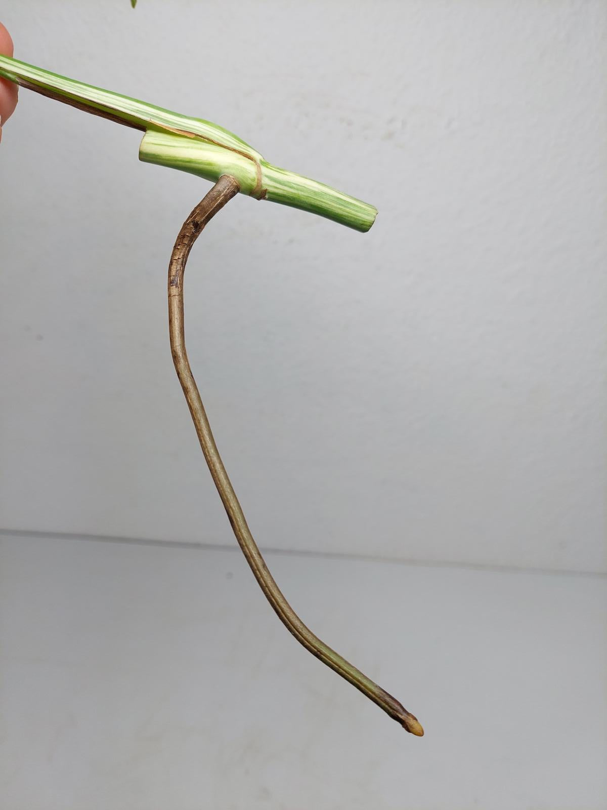 Monstera Variegata Steckling (zum aussuchen)