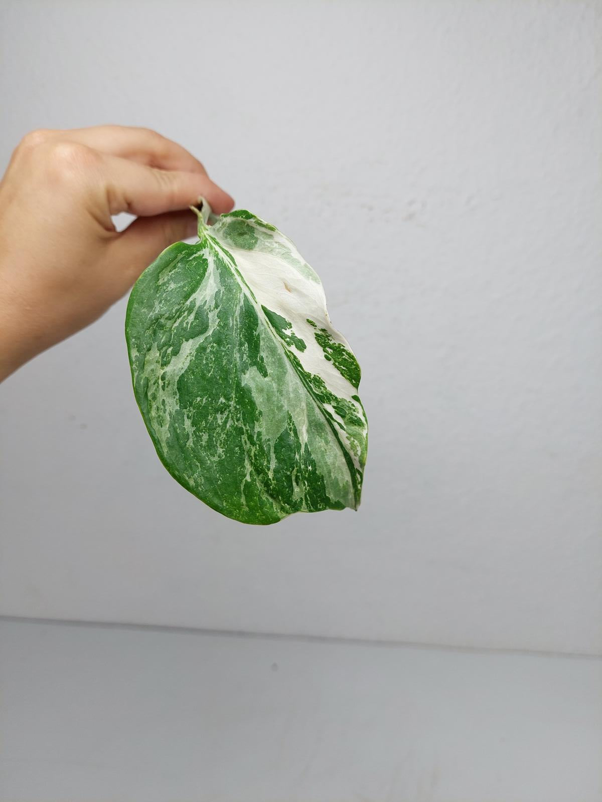 Monstera Variegata Steckling (zum aussuchen)