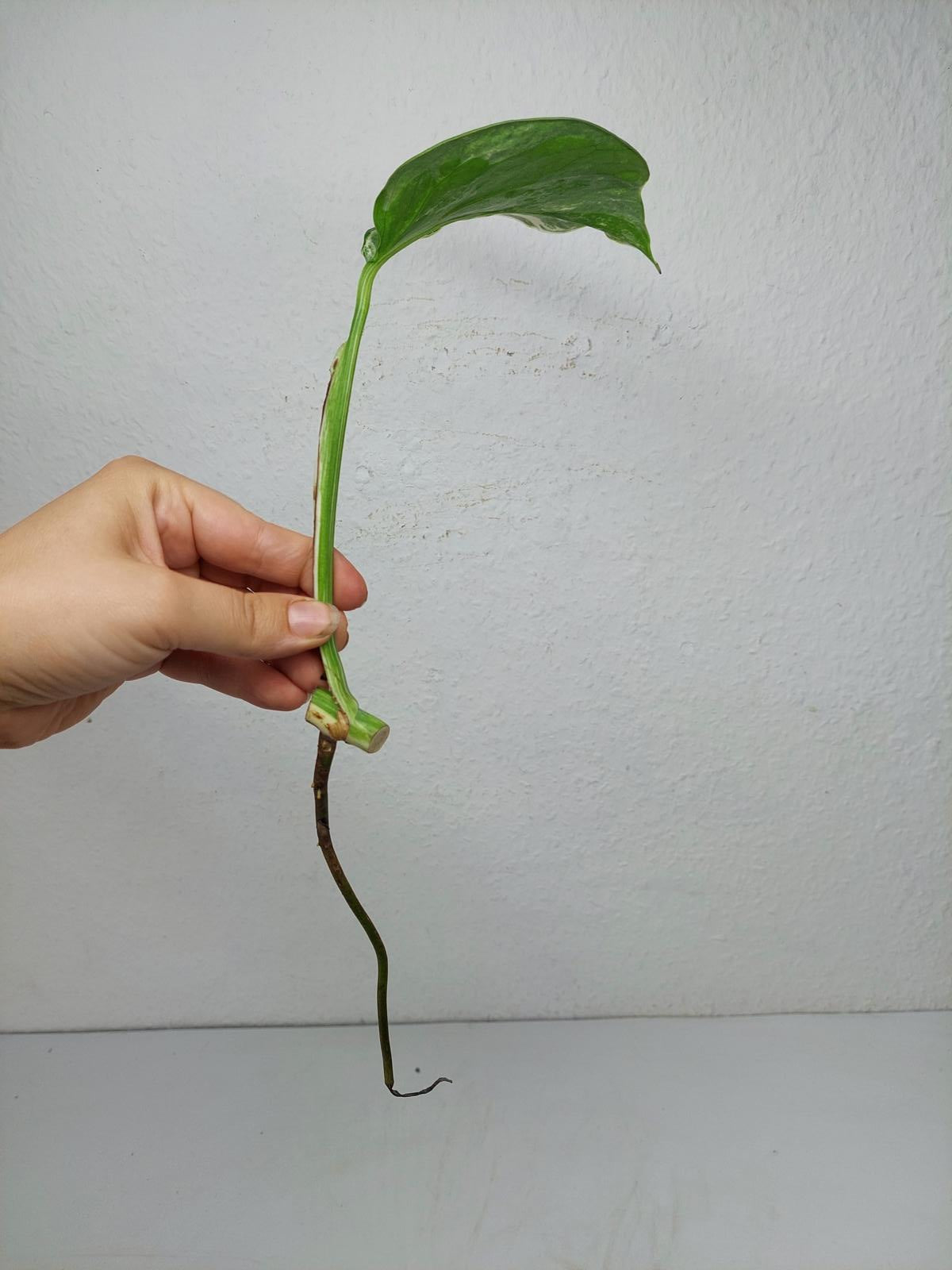 Monstera Variegata Steckling (zum aussuchen)