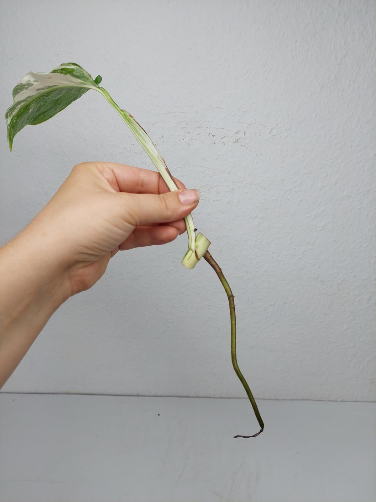 Monstera Variegata Steckling (zum aussuchen)